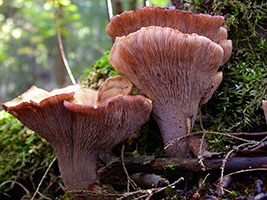 Gomphus clavatus.